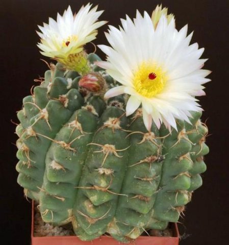 Notocactus_crassigibus